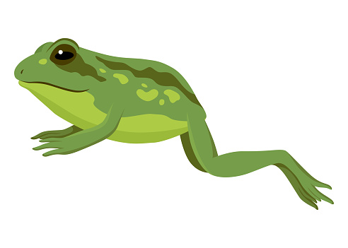 Frog jumping animation icon. Sequences or footage for motion design. Cartoon toad jumping, animal movement concept. Frog leap sequence, vector illustration.