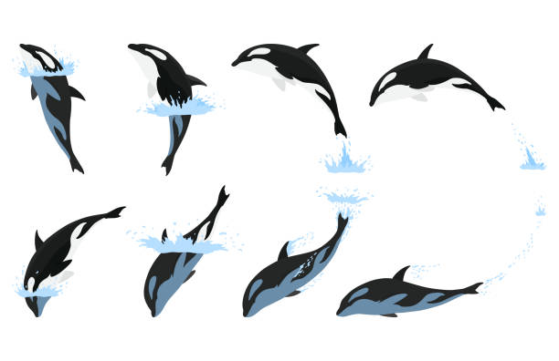 ilustraciones, imágenes clip art, dibujos animados e iconos de stock de animación de orcas en set de agua. diseño de animales de dibujos animados. orca mamífero oceánico aislada sobre fondo blanco. salto asesino de ballenas, ilustración de pez depredador - natural pool fish sea water