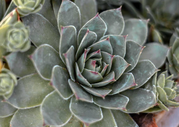 istock succulent plant in pot 1677946717