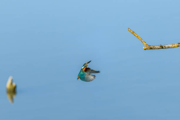 istock European kingfisher (Alcedo atthis) in flight. 1677952459