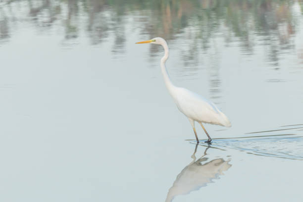 istock Great egret (Ardea alba) fishing in flight in a marsh. 1677952983