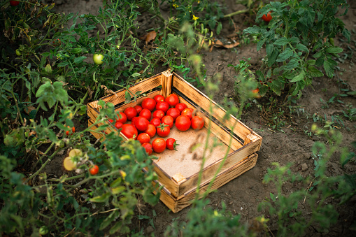 garden bed with ripe tomatoes. picked red tomato in box in field. harvest season