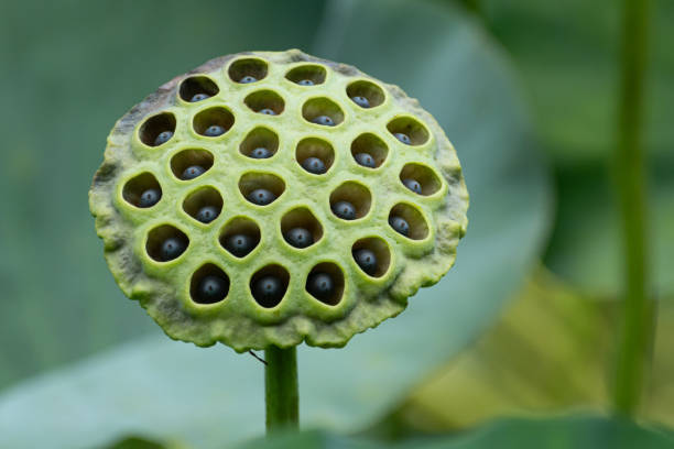 istock After the lotus flowers fall 1677958511