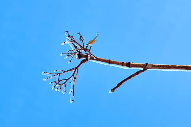 istock Frozen in the ice tree branches against blue sky. Frozen tree branch in winter. 1677965170