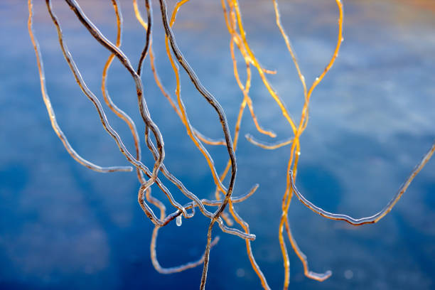 istock Frozen in the ice willow tree branches against blue sky. Frozen tree branch in winter. 1677965180