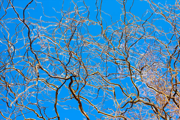 istock Frozen in the ice willow tree branches against blue sky. Frozen tree branch in winter. 1677965185