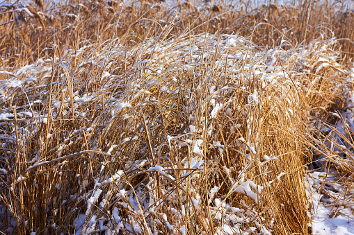 Bright yellow dry grass covered with white snow, natural background