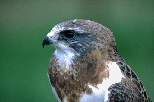 Though they can be quite variable, most Swainson's Hawks are light-bellied birds with a dark or reddish-brown chest and brown or gray upperparts. They have distinctive underwings with white wing linings that contrast strongly with blackish flight feathers. Most males have gray heads; females tend to have brown heads.