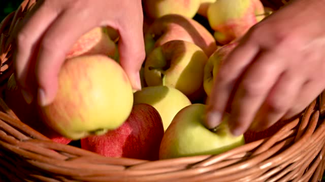 Arranging apples in a basket