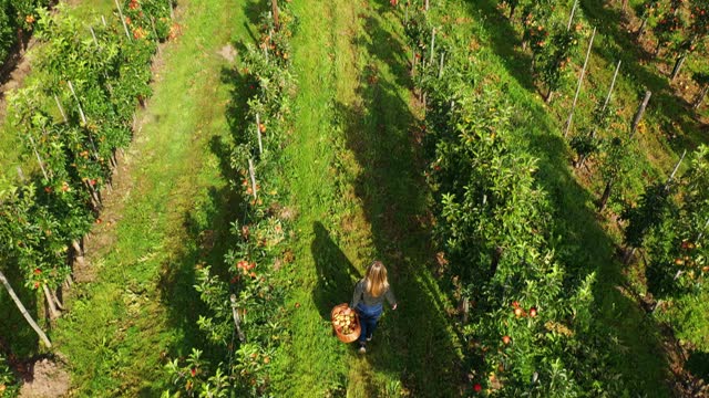 Aerial view of woman in orchard