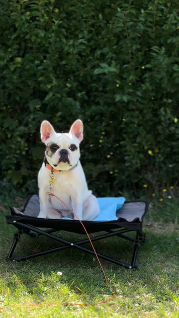 French Bulldog Enjoying Camping Comfort, Resting on Dog Camping Bed with Cooling Mat