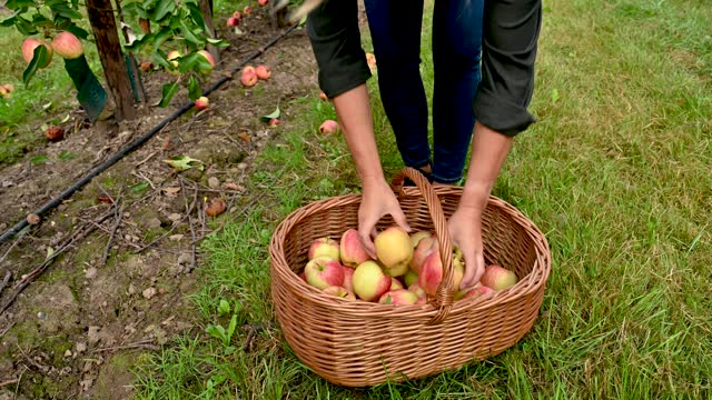 Woman putting apples into a wicker basket
