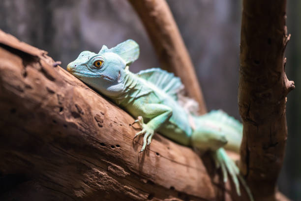 istock Portrait of a beautiful helmeted basilisk lizard resting on a branch 1677984066