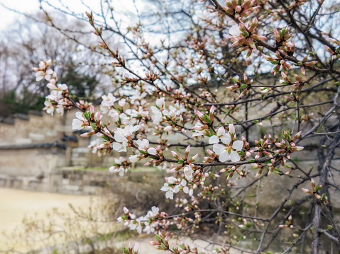 Blooming almond, cherry, sakura close-up. Spring. Asia. Seoul. Korea.