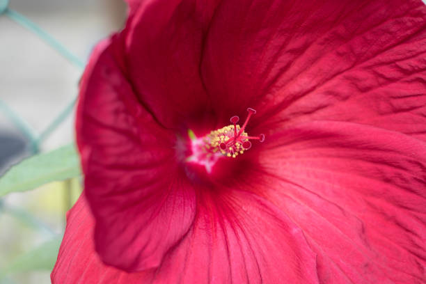 Close Up Red Hibiscus Flower With A Pestle And Stamens, Flower Image