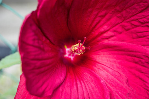 Close Up Red Hibiscus Flower With A Pestle And Stamens, Flower Image