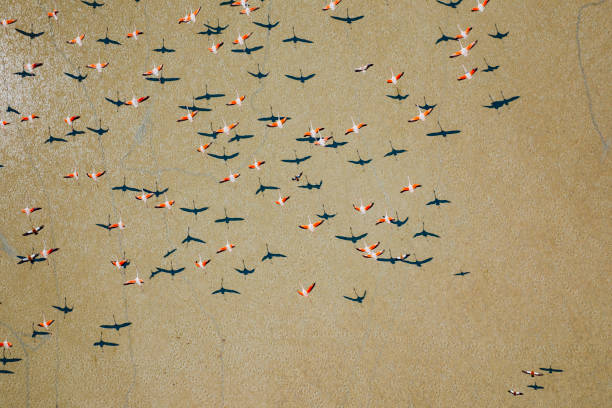Red birds flown in sunny blue sky in southern Brazil