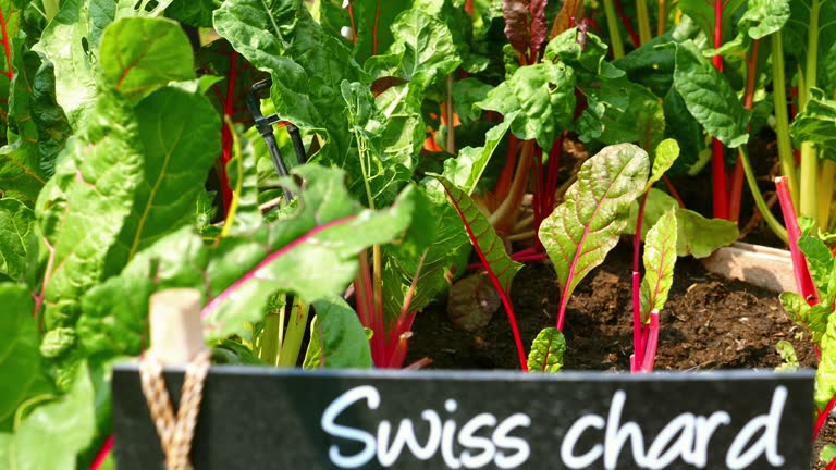 Green Swiss chard leaves, fresh organic vegetables