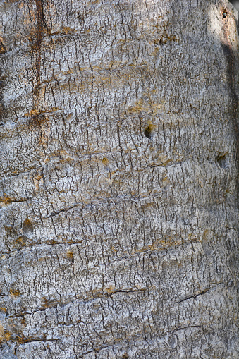 Canary Island date palm bark detail - Latin name - Phoenix canariensis