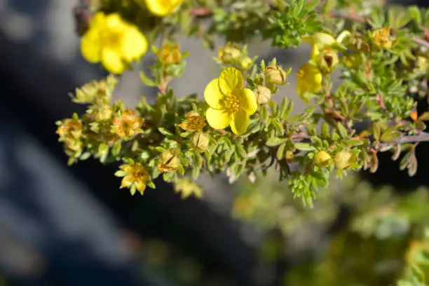 Shrubby Cinquefoil Kobold yellow flowers - Latin name - Potentilla fruticosa Koboldh