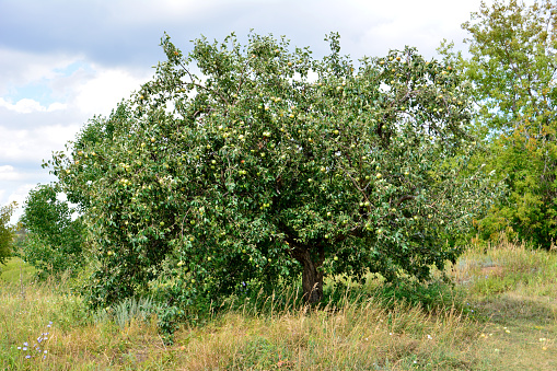 A paradise apple in natural settings hanging on a branch on a sunny day, Healthy to eat. An apple a day keeps the doctor away.