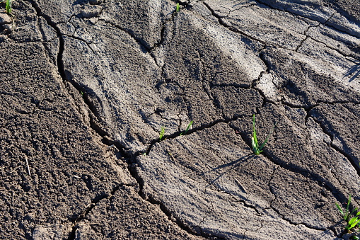 dry and cracked ground with growing green stem copy space