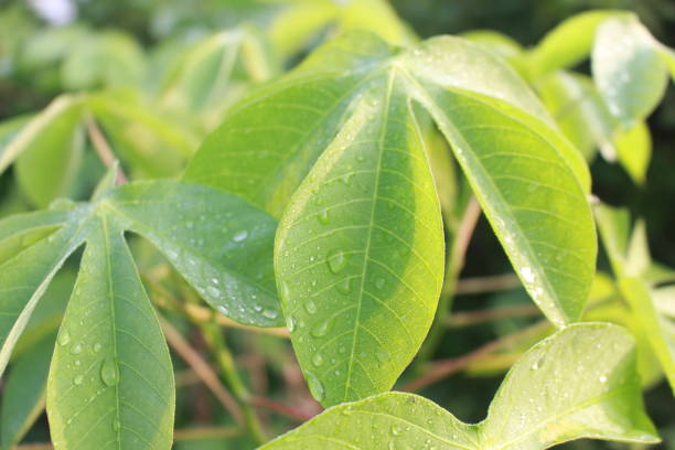Close up of green cassava leaves in the garden.