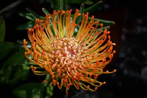 A closeup shot of a blooming bright orange sugarbush flower