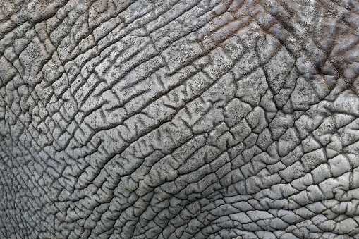 A closeup shot of details on wrinkled gray elephant skin