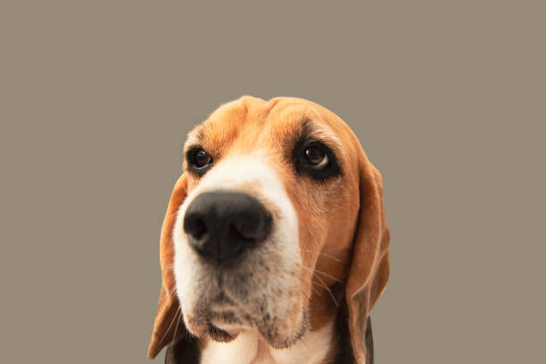 Portrait of “Susie,” a 10 month old, female, tricolor Harrier Hound.  By using this photo, you are supporting the Amanda Foundation, a nonprofit organization that is dedicated to helping homeless animals find permanent loving homes.