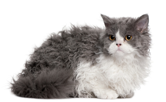 Selkirk Rex kitten, 5 months old, sitting in front of white background.