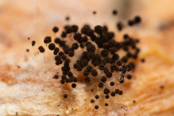 Closeup black fungus colony stock photo
