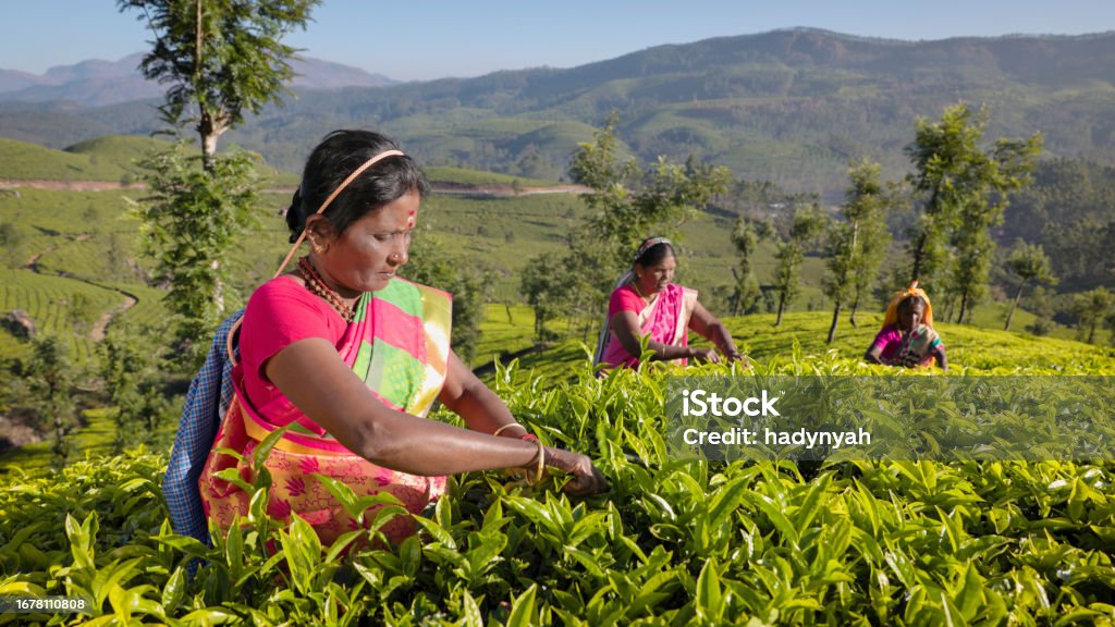 Tamil pickers collecting tea leaves on plantation, Southern India Tamil women collecting tea leaves in Southern India, Kerala. India is one of the largest tea producers in the world, though over 70% of the tea is consumed within India itself. Camellia sinensis Stock Photo
