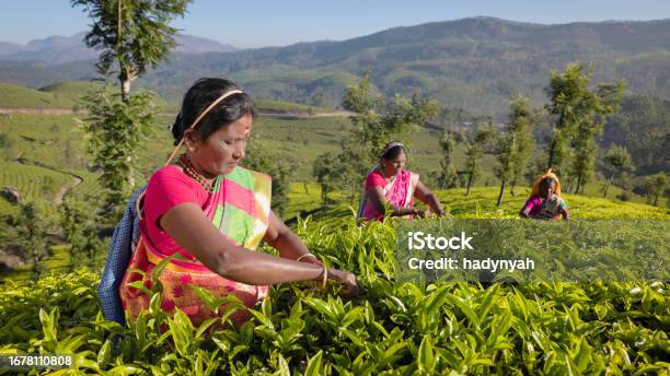 Tamil Pickers Collecting Tea Leaves On Plantation Southern India Stock Photo - Download Image Now
