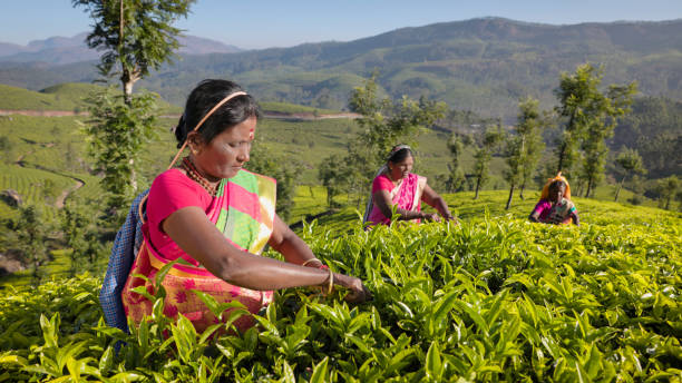 tamil pickers collecting tea leaves on plantation, southern india - tea crop picking indian culture tea leaves imagens e fotografias de stock