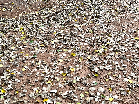 Brown and yellow leaves that dry wither and fall to the ground.