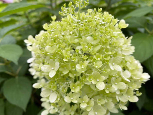 istock Blooming Hydrangea paniculata Limelight Clusters Of Flowers Background 1678123363
