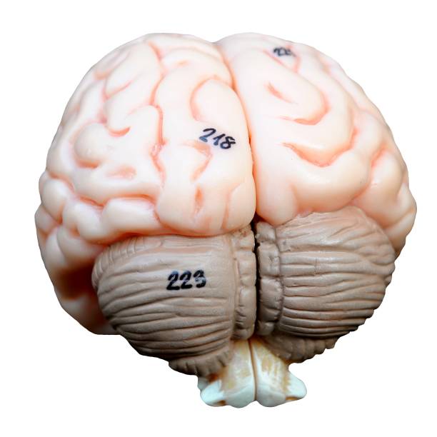 istock human brain anatomy model with transparent background 1678125013