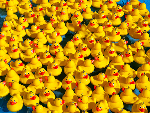 Yellow Ducks with hooks in heads ready for hooking in pool for the fairground game of 'hook-a-duck' where children of all ages attempt to fish a numbered duck from the pool in return for a prize.