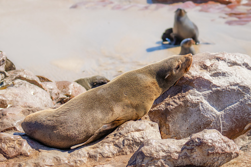A brown fur seal (Arctocephalus pusillus) sleeping, Cape Cross, Namibia.  Horizontal.