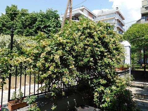 A honeysuckle vine, or Lonicera, with flowers, in the spring