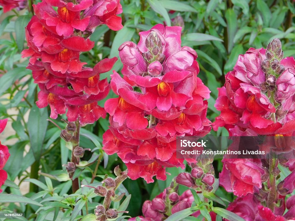 Pink snapdragon Snapdragon, or Antirrhinum majus, pink red  flowers, in Athens, Greece Beauty Stock Photo