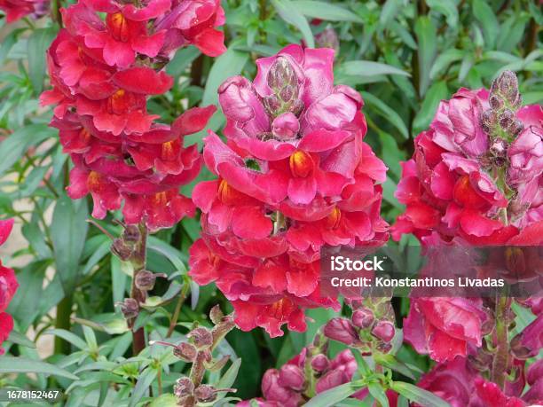 Pink Snapdragon Stock Photo - Download Image Now - Beauty, Beauty In Nature, Blossom