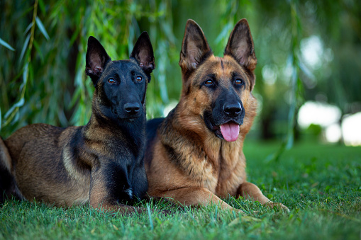 German and Belgian (Malinois) shepherd dogs lie on a green lawn along willow branches in the park
