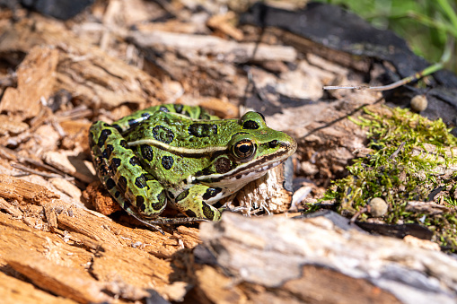 A green northern leopard frog perched on a log in Rondeau Provincial Park.