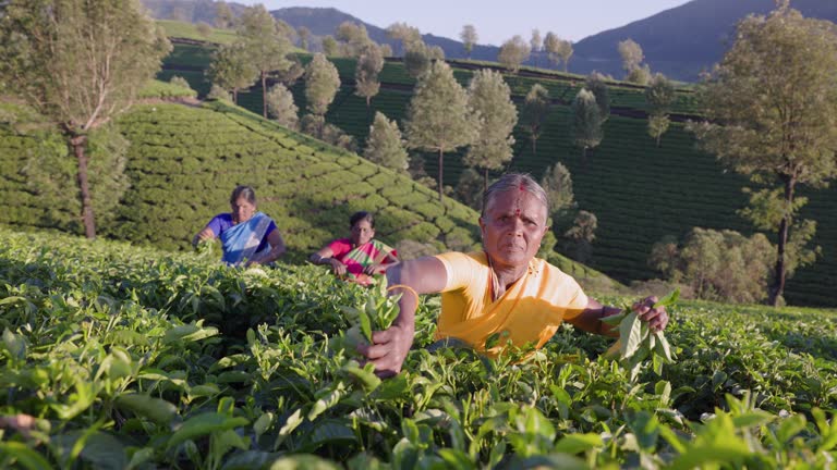 Tamil pickers collecting tea leaves on plantation, Southern India