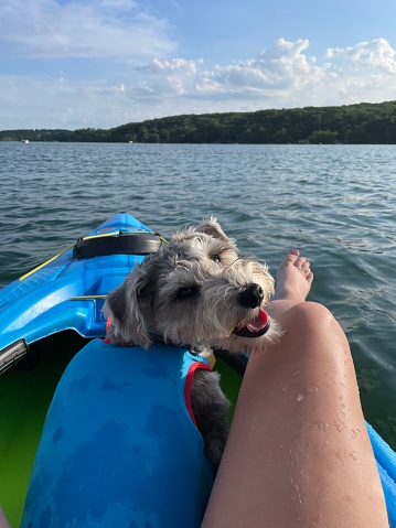 Puppy kayaking