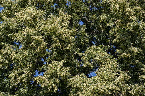 Branches of a blooming linden tree