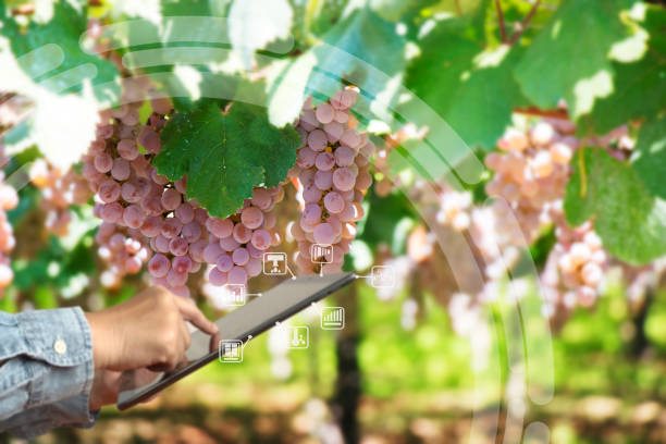 istock Farmers to create an ecosystem, a farmer using tablet control and care for production 1678188653