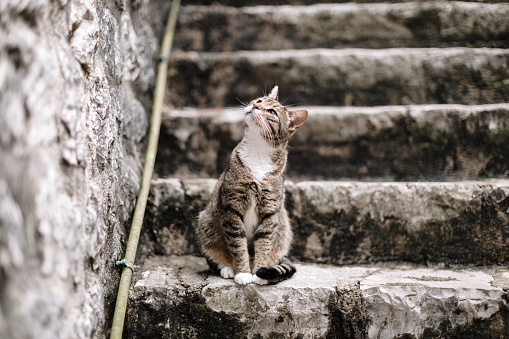 Cute cat on the steps of Kotor Old Town